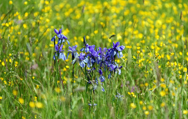 Wiesenlilie © Jürgen Hamann
