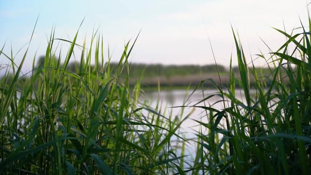 Sunset View Through Lush Green Reeds in a Spring Delta