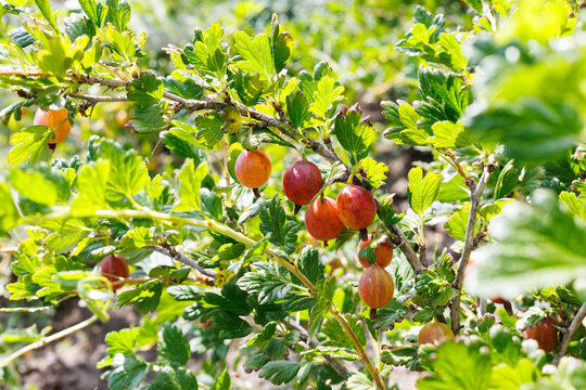 Fresh Ripe Red Gooseberries Hanging on Branch in Garden with Natural Sunlight and Copy Space