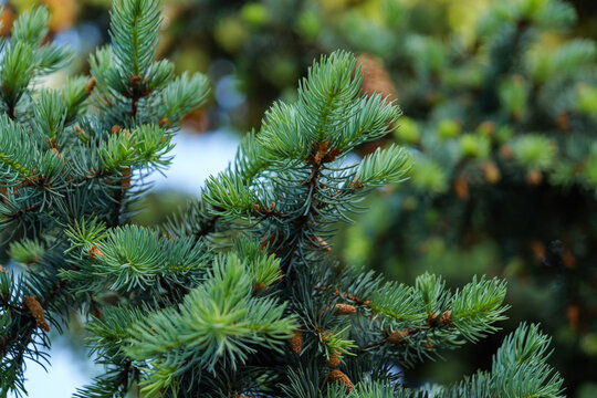 Blue spruce branches with young cones close up in spring forest.
