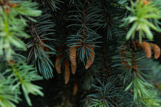 Small male cones on blue spruce branches close up in coniferous forest.