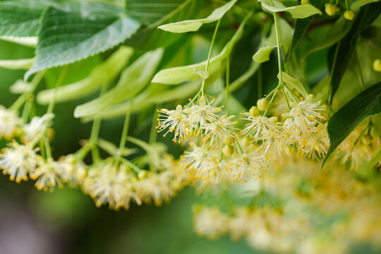 Linden tree blossoms blooming on branches in abundance close up.
