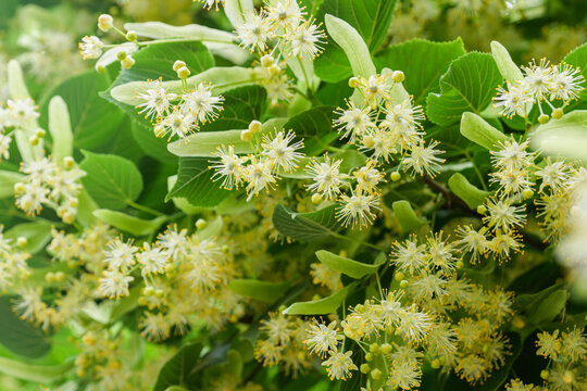 Linden flowers blooming on branches close up with copy space background