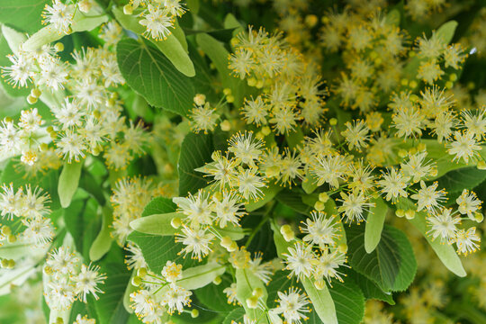 Abundance of fresh linden flowers blooming on tree branches in a sunny summer garden.