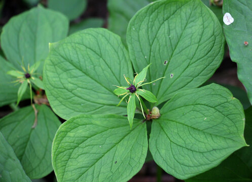 In spring, herb-paris (paris quadrifolia) blooms in the forest