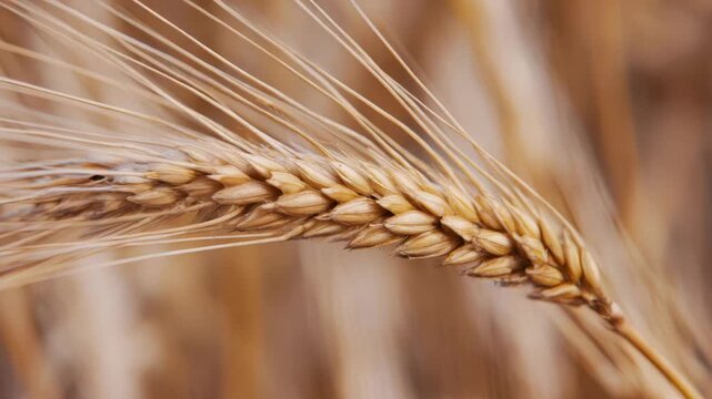 Close-up of Wheat Stalks in a Field, Showing the Golden Grains and Texture of the Plant
