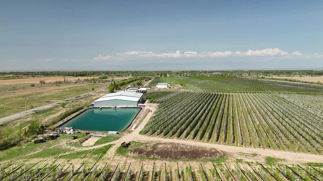 Aerial view of apple orchards with irrigation pond and storage hangars in Kazakhstan