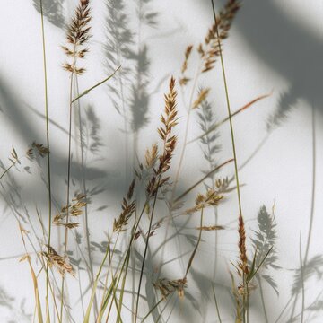 Minimalist aesthetic background with dry meadow grass casting soft shadows on a white wall