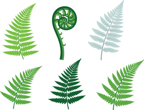 Fern Leaf Illustration Set Featuring Green Fronds Silver Fern and Unfurling Koru Fiddlehead Spirals for Nature Botanical and Tropical Garden Designs