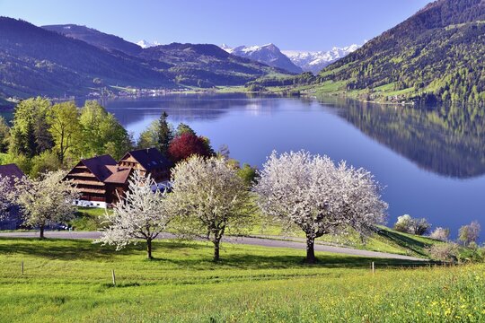 Views of Morgarten on Aegerisee, flowering cherry trees in the foreground, Ober&auml;geri, Canton of Zug, Switzerland