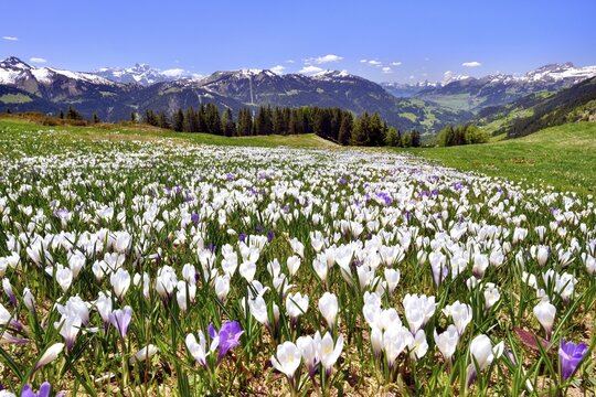 Flowering crocus meadow near Les Diablerets with views of the Dents du Midi, Cornette de Bise, Tour d'Ai, Canton of Vaud, Switzerland