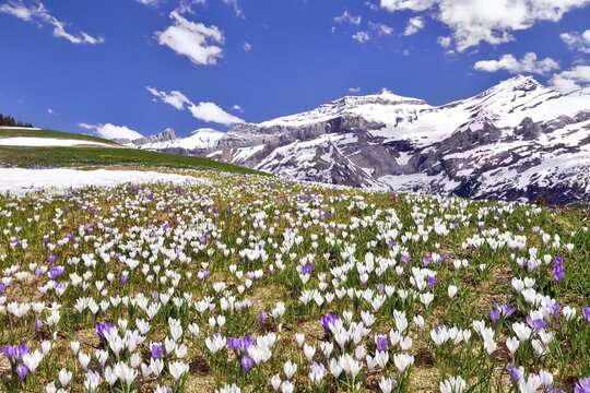 Flowering Crocus meadow near Les Diablerets with views of Oldenhorn, Sex Rouge, Canton of Bern, Canton of Vaud, Switzerland