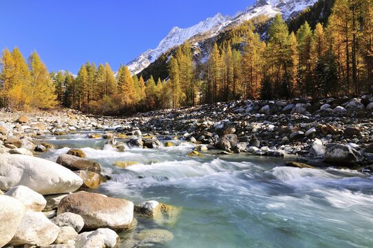 Lonza stream in L&ouml;tschental valley, surrounded by autumnal larch trees, snow-covered Mt Breithorn at the back, Canton of Valais, Switzerland