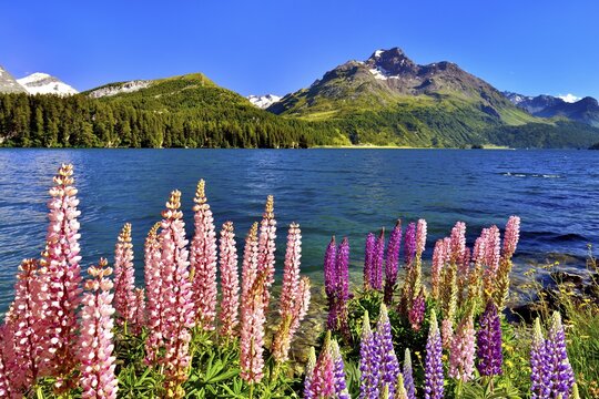 Blooming lupines (Lupinus) at Lake Sils with Piz da la Margna, Engadin, Canton of Grisons, Switzerland