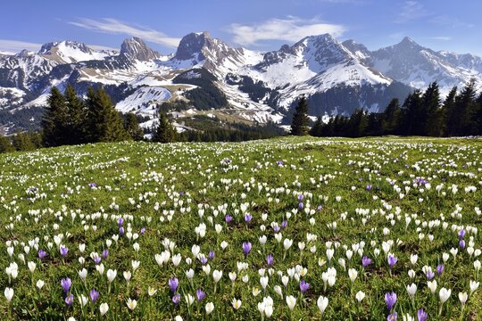 Flowering crocus meadow at the Gurnigel pass, Bernese Alps with Mt N&uuml;nenenflue at the back, Gantrisch, Ochsen, Canton of Bern, Switzerland