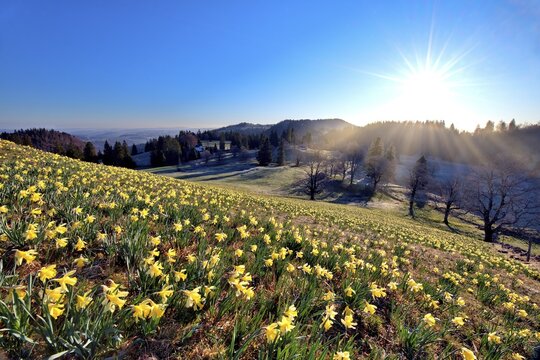 Field with flowering daffodils (Narcissus), Daffodils field, at sunrise at the Vue des Alpes pass, Swiss Jura, Canton Neuch&acirc;tel, Switzerland