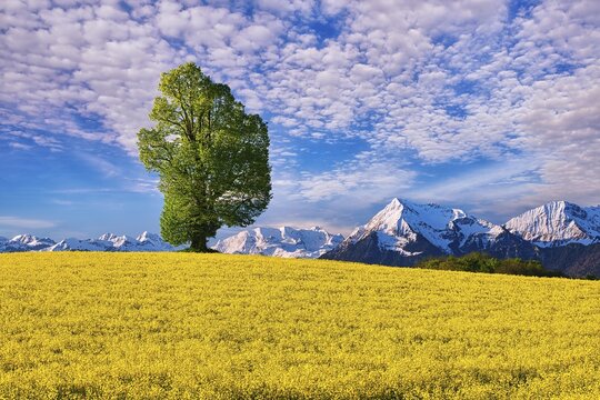 Single tree in blooming rape field, view of mountain Niesen and snowy Bernese Alps, canton Bern, Switzerland