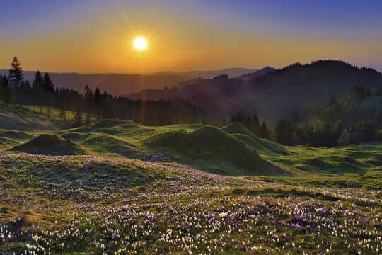 Sunset at R&auml;misgummen, meadow with flowering Crocuses (Crocus), view into Emmental, Canton Bern, Switzerland