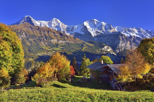 Alpine hut with autumn-coloured deciduous trees, behind them mountains Eiger, M&ouml;nch, Jungfrau, Sulwald, Bernese Oberland, Canton Bern, Switzerland