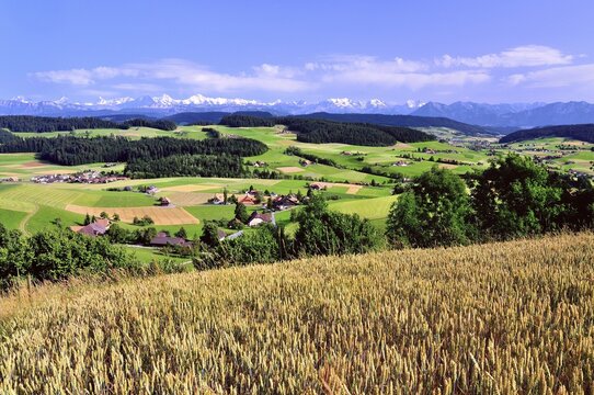 View of the Emmental, cornfield in front, behind the Bernese Alps with Mt. Schreckhorn, Finstaarhorn, Eiger, M&ouml;nch, Jungfrau, Bl&uuml;emlisalp, Doldenhorn, Niesen, Canton of Bern, Switzerland