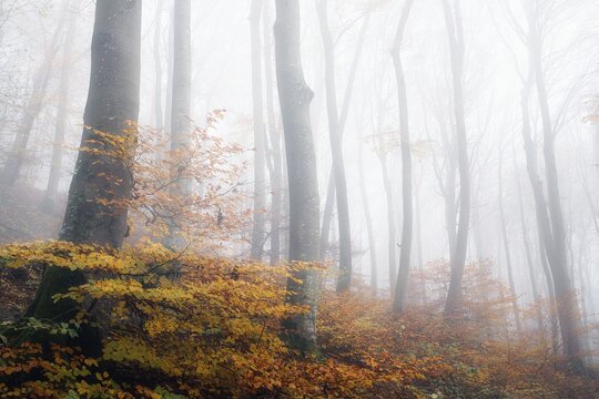 Beech forest (Fagus sylvatica) in autumn in the fog, Canton Aargau, Switzerland