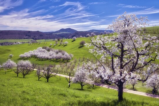 Orchard in spring, flowering cherry trees (Prunus avium), Fricktal, Canton Aargau, Switzerland