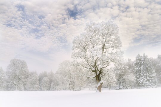 Winter landscape in fog with snow-covered trees, Bernese Jura, Canton of Bern, Switzerland