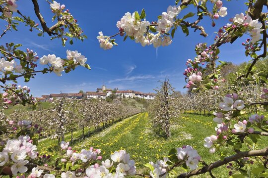 Orchard in spring, blossoming apple trees (Malus domestica), in the background view of the small town Regensberg, Canton Zurich, Switzerland