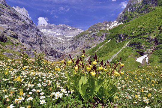 Flowering Yellow lady's slipper orchid (Cypripedium calceolus) in front of a mountain panorama, Maderanertal, Canton Uri, Switzerland