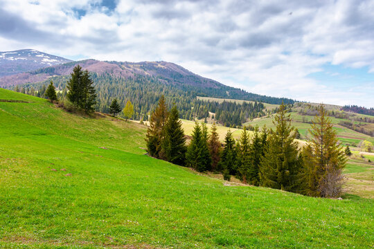 carpathian mountain scenery with coniferous forest. countryside landscape with grassy fields and rolling hills. springtime picture of rural area under blue sky. wonderful place for outdoor adventure
