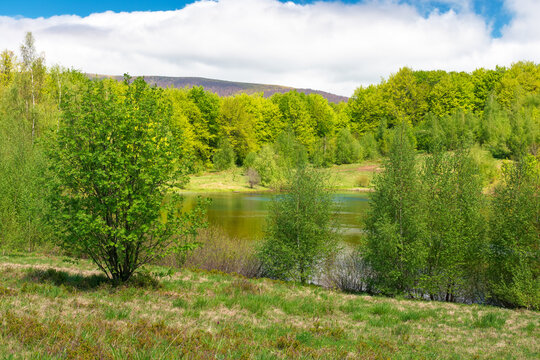 landscape by the lake at noon. deciduous forest near the glacial lake velyke trostya. view of primeval forest of carpathian mountains of ukraine in spring. cloudy sky. hiking and tourism background
