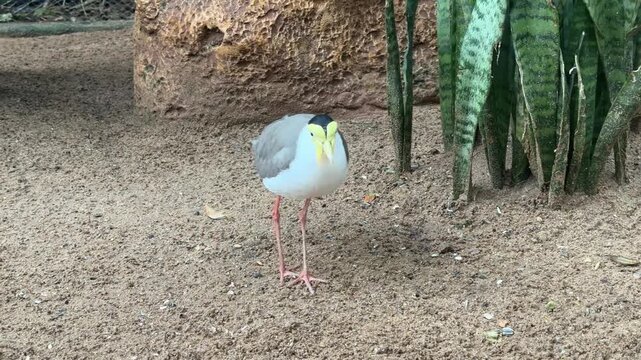 Masked lapwing Vanellus miles walking on sandy ground beside Dracaena trifasciata in tropical aviary habitat. Native bird species from Australia and New Zealand in close wildlife view.