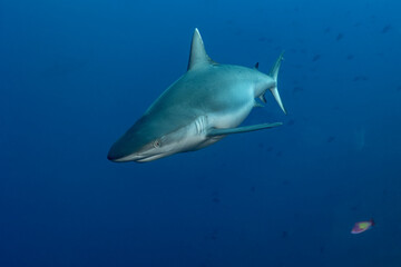 Naklejka premium Silvertip Shark (Carcharhinus albimarginatus) patrolling the deep blue sea in the Maldives.