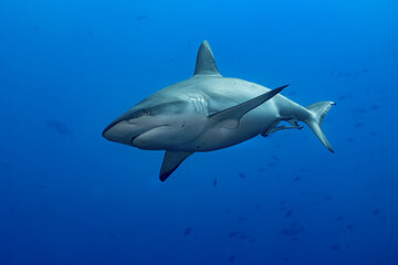 Obraz premium Grey Reef Shark (Carcharhinus amblyrhynchos) swimming in deep blue ocean water in the Maldives.