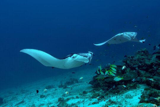 Two Reef Manta Rays (Mobula alfredi) gliding together over a coral reef in the Maldives.