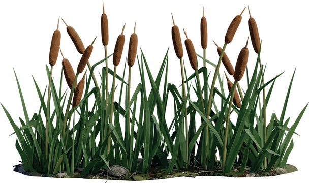 Vector cattail reeds and marsh grass illustration, wetland plants and bulrush vegetation on transparent background