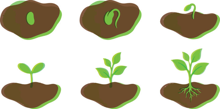 Sequence of six illustrations showing the complete growth cycle of a plant, from seed to developed seedling.
