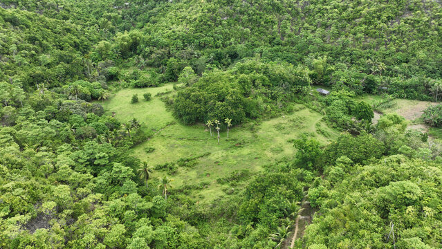 Green landscape Cebu Philippines scenic tropical vegetation grassy surroundings diverse ecosystem forest agricultural land unique palm trees coconut Cocos nucifera clearing coastal environments