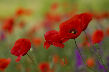 Naklejka premium red poppy flowers in the field