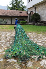 Obraz premium Back view of a beautiful male peacock showing its long colorful feathered train on a stone pathway.