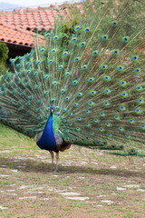 Obraz premium Majestic male peacock displaying full colorful feathered tail on a green lawn in front of a rustic house.