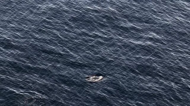 Aerial view of common dolphins feeding in Donegal bay, Ireland