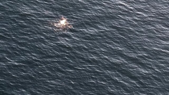 Aerial view of common dolphins feeding in Donegal bay, Ireland
