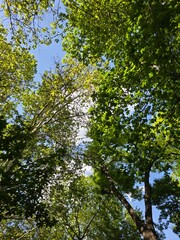 Obraz premium trees and sky