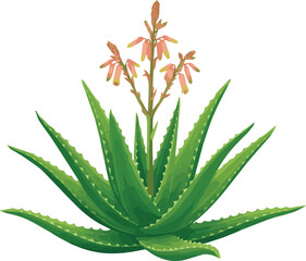 Fototapeta premium Isolated on realistic Aloe Vera plant vector art on white background