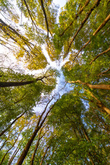 Net zero future. Low angle view of tall trees in autumn forest. © senerdagasan