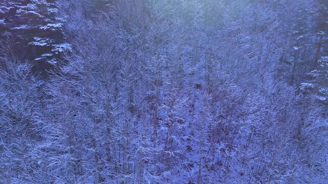 Aerial view from a drone of the mixed forests of fir, pine, and beech trees in the Pyrenees Mountains. Pyrenees. Navarre. Huesca. Aragon. Spain. Europe.