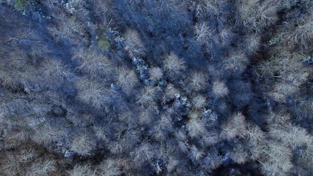 Aerial view from a drone of the mixed forests of fir, pine, and beech trees in the Pyrenees Mountains. Pyrenees. Navarre. Huesca. Aragon. Spain. Europe.