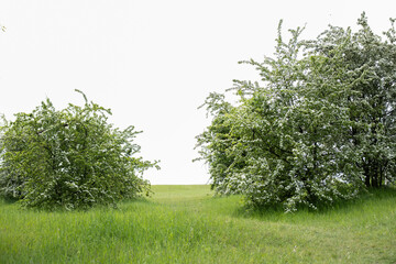 Fototapeta premium Blooming White Spring Shrubs in Green Meadow Landscape