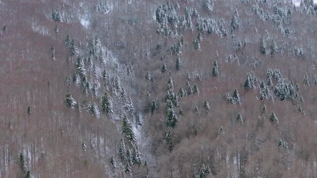 Aerial view from a drone of the beech and fir forest in Belagua, in the Navarrese Pyrenees. Isaba, Navarre, Spain, Europe.
